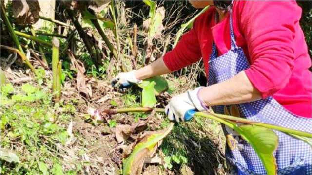 农村常见的这种植物,它的地下块茎还是不可多得的美食