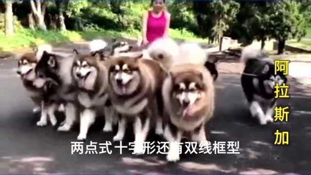 阿拉斯加犬与哈士奇犬的区别,对比两种犬的不同之处