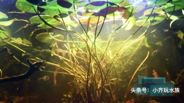 「极品原生」水上水下同样精彩,极致的原生色