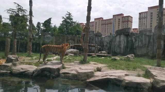 原来故事是错的,老虎也是会爬树的,上海野生动物园猛虎扑食表演