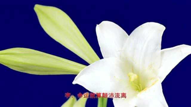 早上好!一曲,谭咏麟的《红日》值得循环播放!