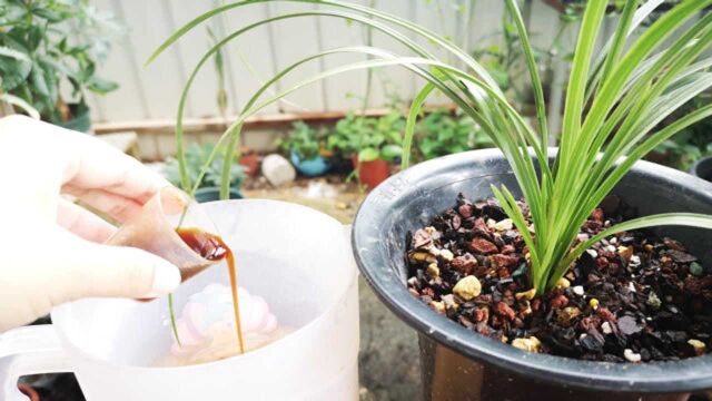 用EM菌养兰花,多做一步制成“活化水”,兰花喝了长更旺!