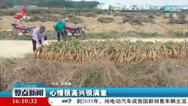 信丰:对接融入大湾区 千亩葛根获丰收