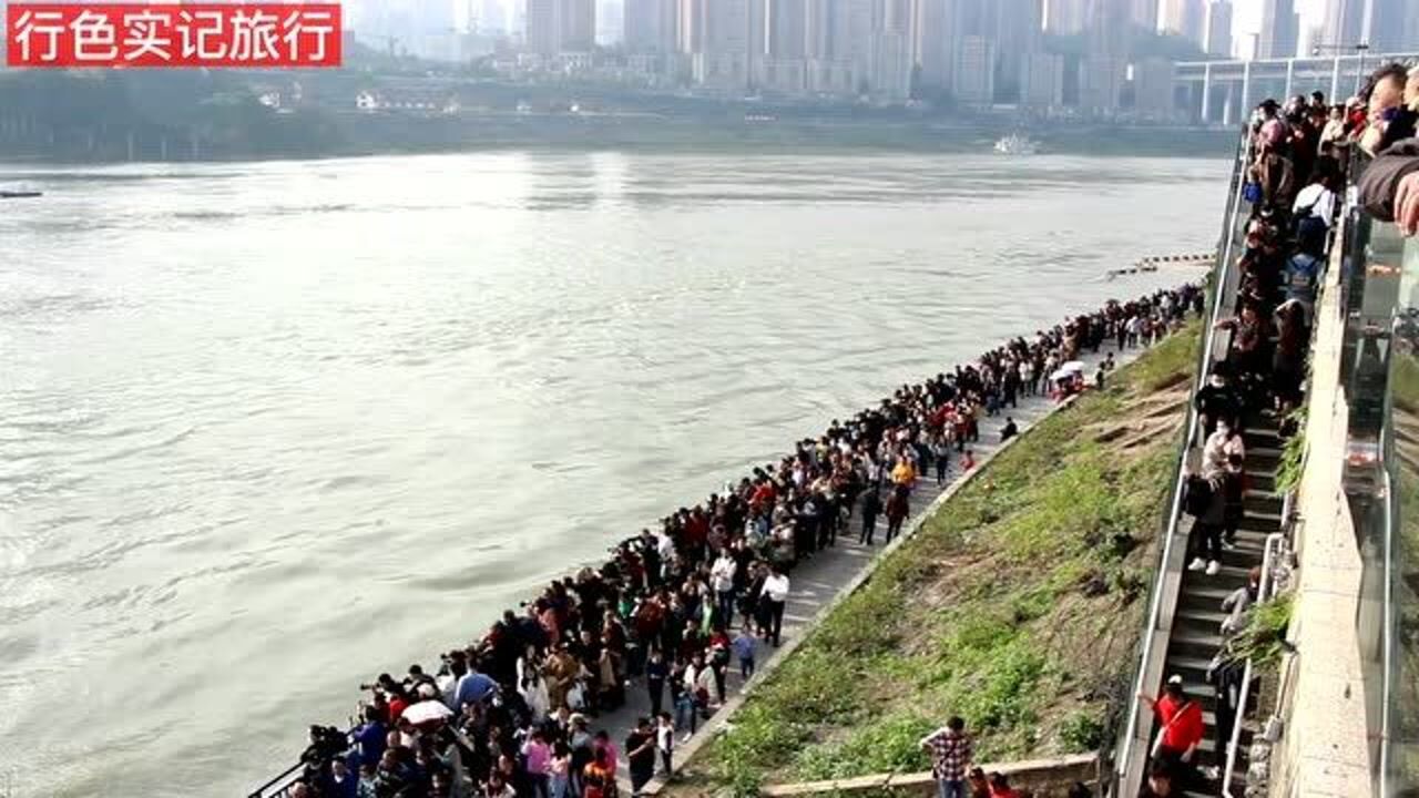 重庆目前最火码头,前来观看红嘴鸥的市民人山人海,像过节一样热闹