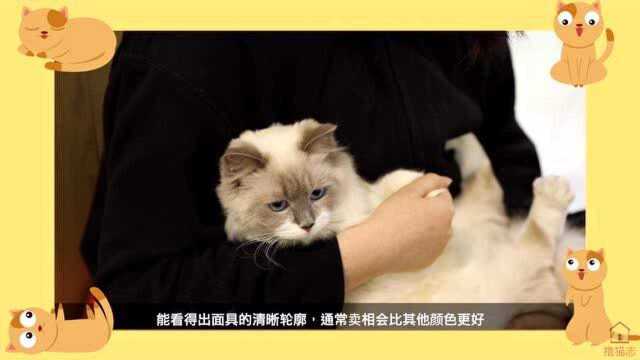 【撸猫志】带你了解布偶猫