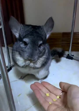 龙猫一般是不咬人的，它们的性格温顺安静，脾气很好