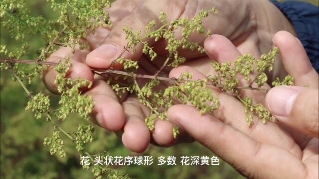 华商它世界:治疗疟疾的青蒿素其实来自黄花蒿