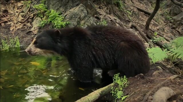 安第斯山上这种奇特的熊就是帕丁顿熊的原型,细看还是挺可爱呢!