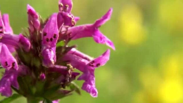 野花种植也有学问,有办法美丽与生态兼而有之!