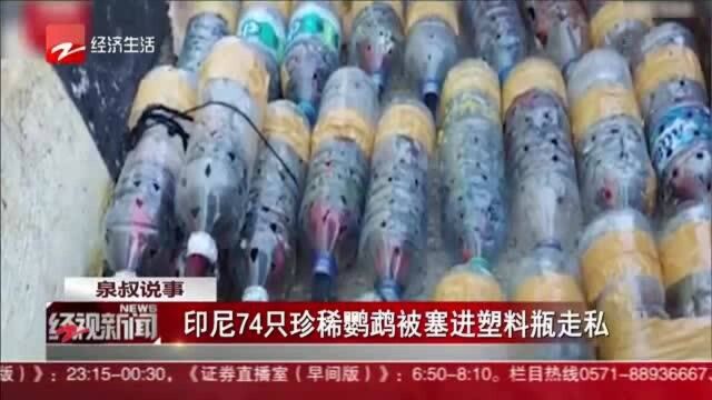 印尼74只珍稀鹦鹉被塞进塑料瓶走私