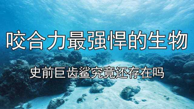 咬合力最强悍的生物,史前巨齿鲨还存在吗?