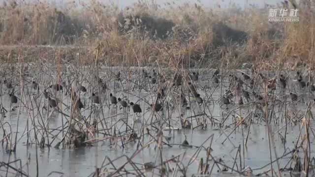 陕西富平:石川河畔芦花摇曳鸟儿鸣