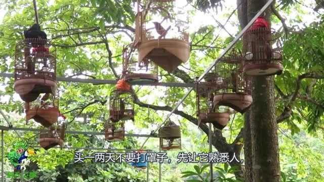 画眉鸟饲养知识:刚买到的原毛画眉鸟该怎么养