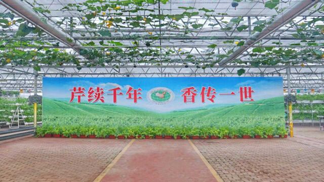 中国“最好吃的芹菜” 品牌价值达7.2亿 最贵每斤298元仍供不应求