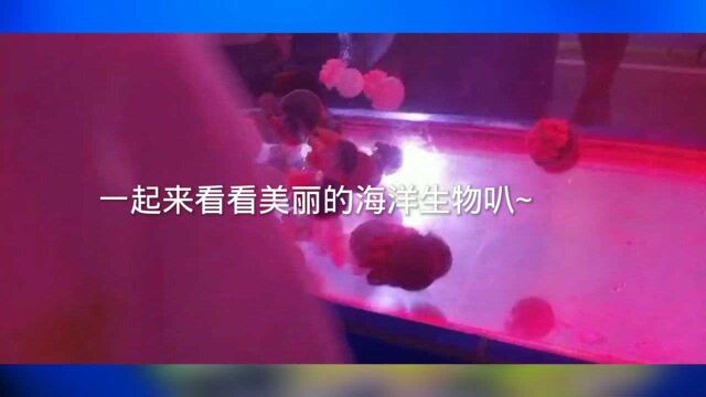 许多可爱的海洋生物