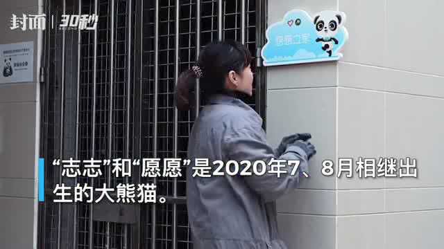 志愿者领域的首个熊猫“代言人”来了!邀你一起来当“熊猫侠”