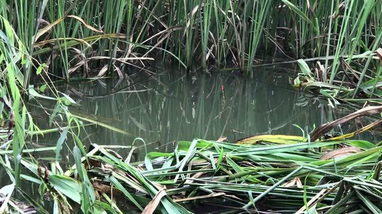 野钓小河蒲草丛里开个窝子钓鱼连续上货河鱼真爽