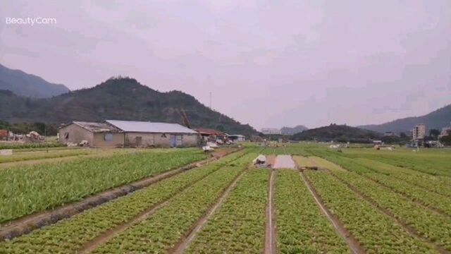 惠州乡下绿油油的菜地,清澈的石头河水库,安静的田园风光