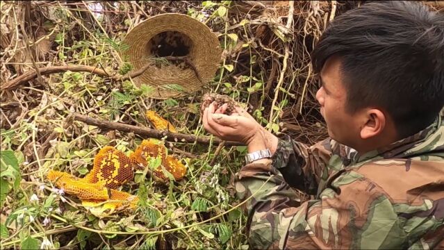 树林里采蜂蜜现场太刺激,“人蜂大战”刀尖上舔食,好过瘾