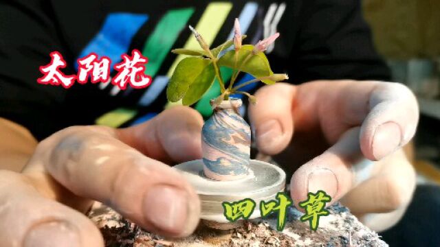 指尖小花瓶视频合集,太阳花和四叶草的完美搭配,看着美心里也美