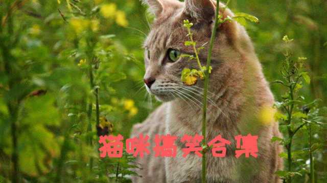 猫咪搞笑视频合集,一看就是一只不正经的猫