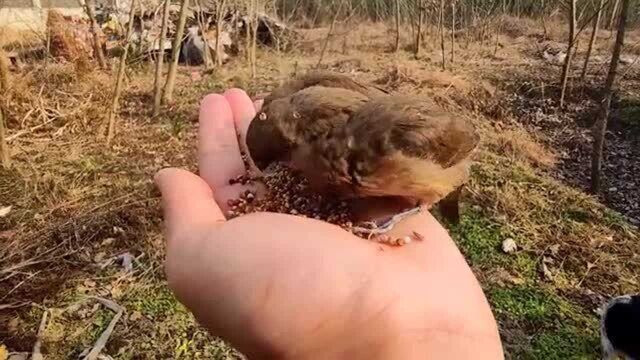 给野外的小鸟喂食,看看这小鸟自由自在