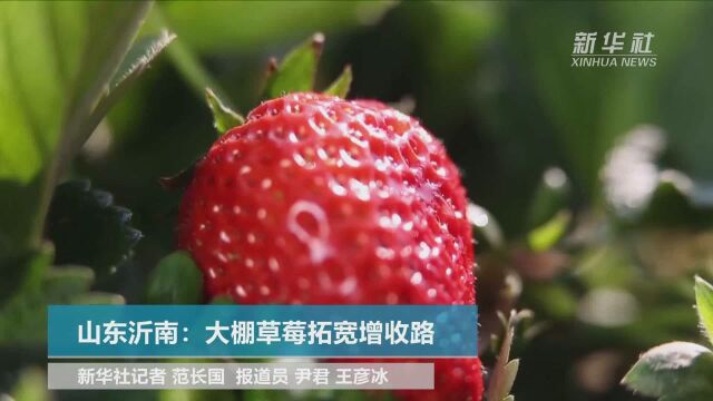 山东沂南:大棚草莓拓宽增收路