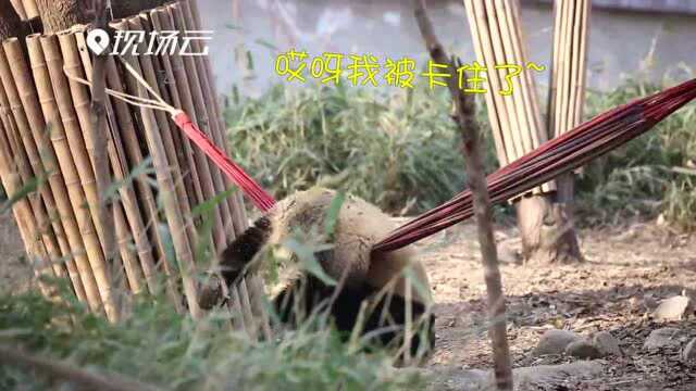 萌趣!大熊猫园园睡吊床有点“不习惯”