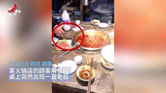 火锅店天降老鼠吓懵顾客 员工抓住后踩死 店家:正联系灭鼠公司!