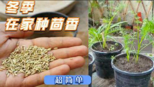 茴香不用去菜市场买了,在家自己种,用快速种植方法,1个月采收