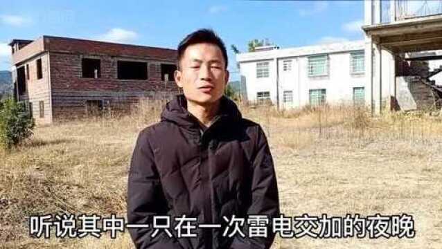 大叔花高价购买的鸡苗,短短2年时间长到了130斤,估计能卖7000元