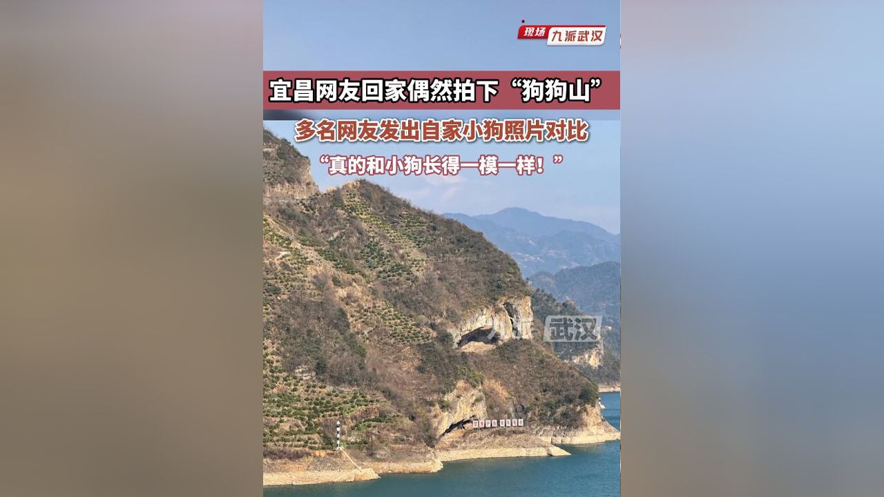 宜昌网友回家偶然拍下“狗狗山”,多名网友发出自家小狗照片对比“真的一模一样”