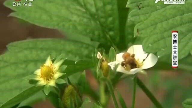 草莓具有花果同期的特点 在草莓的花果期有哪些需要注意