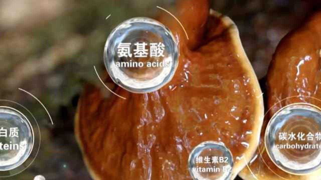 可食用蘑菇共2189种!云南专家发布全球野生食用蘑菇科学清单