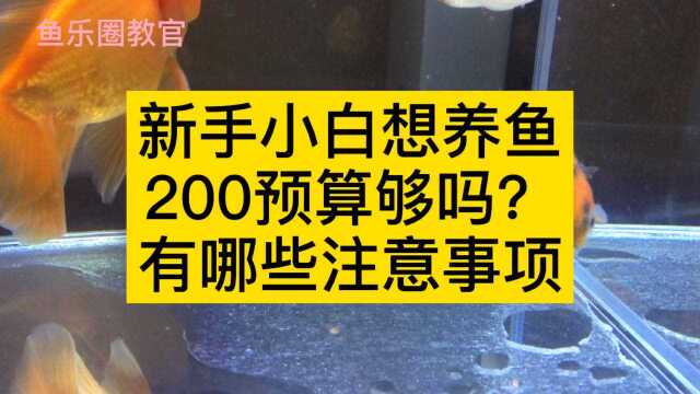 自制阳台鱼盆小过滤,能养水成功吗?养鱼大神帮忙看看