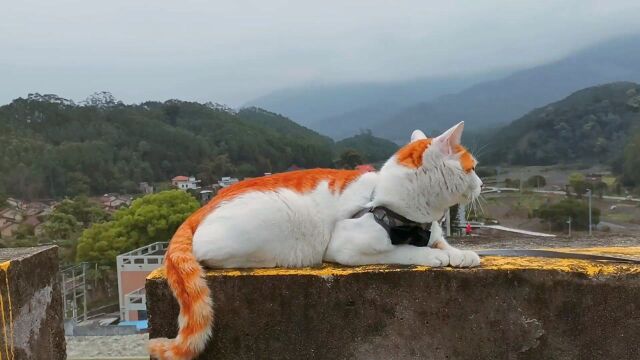 拜克猫的日常生活 静若处子,闲似浮云,动如脱兔.徜徉天地间,穿行竹林里.恋上大自然,乐在实验中.