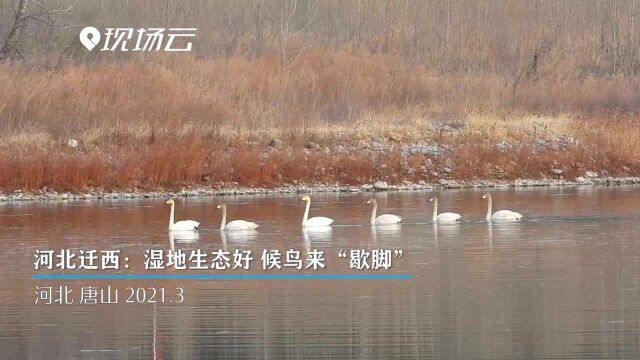 河北迁西:湿地生态好 候鸟来“歇脚”