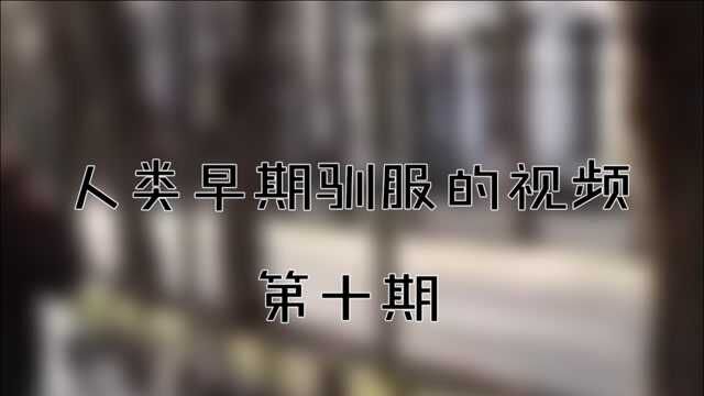 人类早期驯服野生大鹅的视频