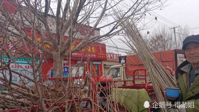 山东农村集市果树苗品种真多!价格很便宜,就是今年卖的有点慢