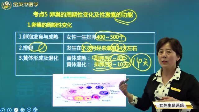 女性生殖系统核心考点:卵巢的周期性变化以及卵巢性激素的功能,卵巢激素的七大部位一定要知道.