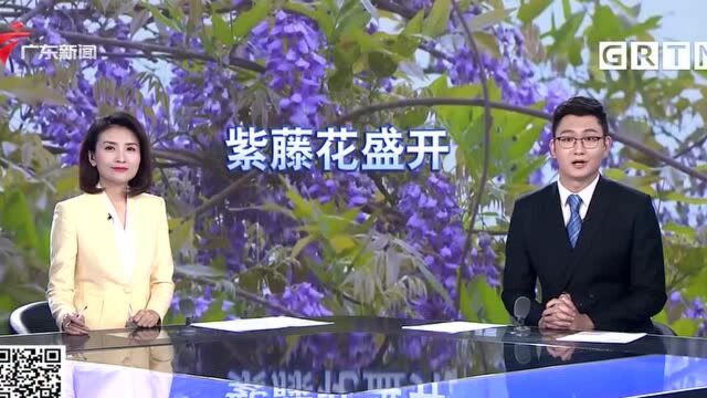 梅州 春有约 花不误 紫藤花开香如故