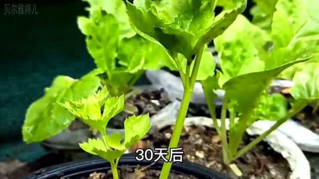 吃不完的芹菜千万别着急扔,教你一个方法,学会了就能在家种植芹菜