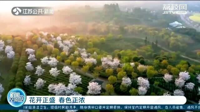 花开正盛 春色正浓 茶园、油菜花、樱花构筑美丽画卷