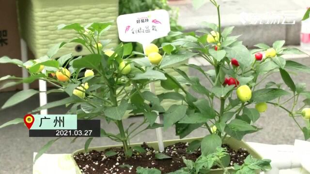 城里如何种菜?“黑科技”帮你变出绿色空间