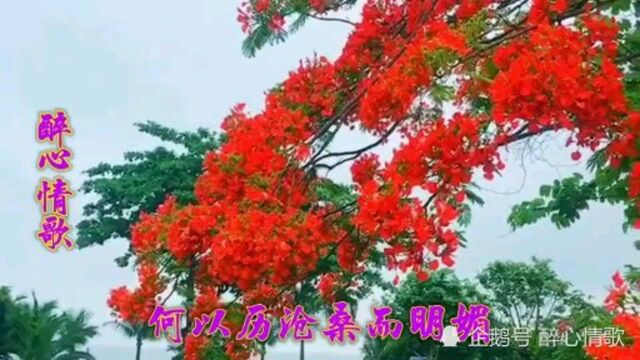 一首《扶摇》花开花落又一春,风景优美我独醉,歌声醉人景更美,网络相约