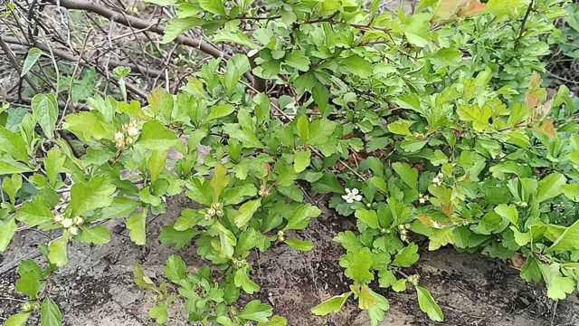 一株野山楂,红果开白花