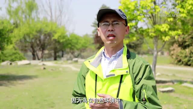 共建地球生命共同体|不看大水法看的是鸟 圆明园里另有乾坤