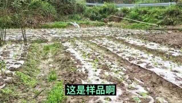 一位老农民,在家种菜年收入200多万,他是怎么做到的?