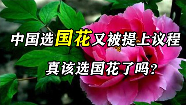 中国选国花又被提上议程,真该选国花了吗?牡丹和梅花为何难抉择