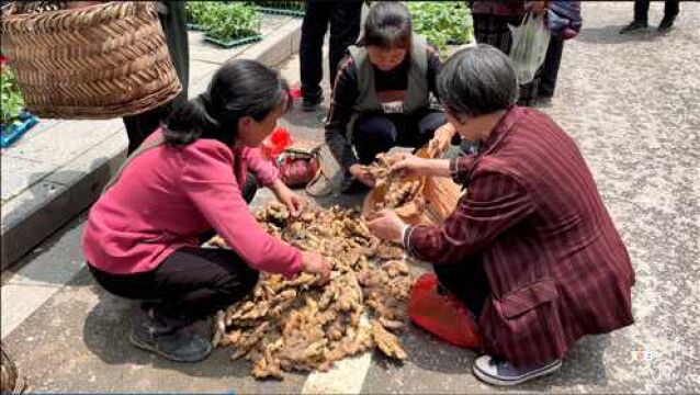 小白给兄弟送只猫崽,再去集市收点小黄姜,路上碰到大舅在卖菜